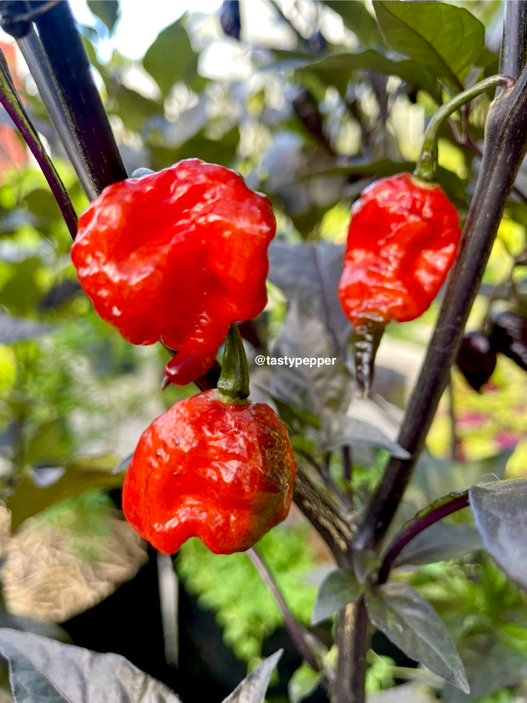 Mini Carolina Reaper peppers growing on a plant with a blurred background