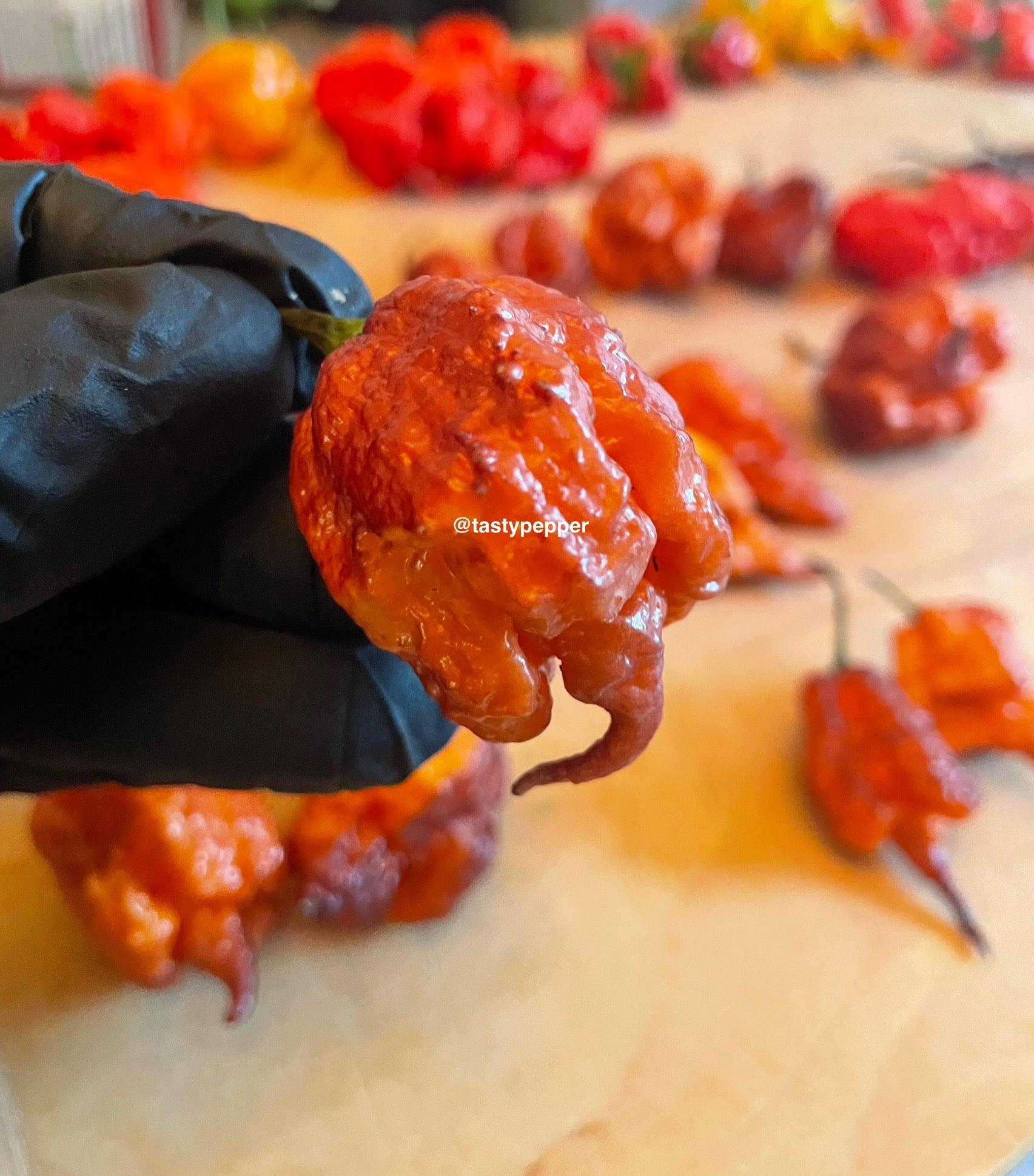 Buy Gator Jigsaw Orange Pepper Seeds | Fiery, Exotic & Intensely