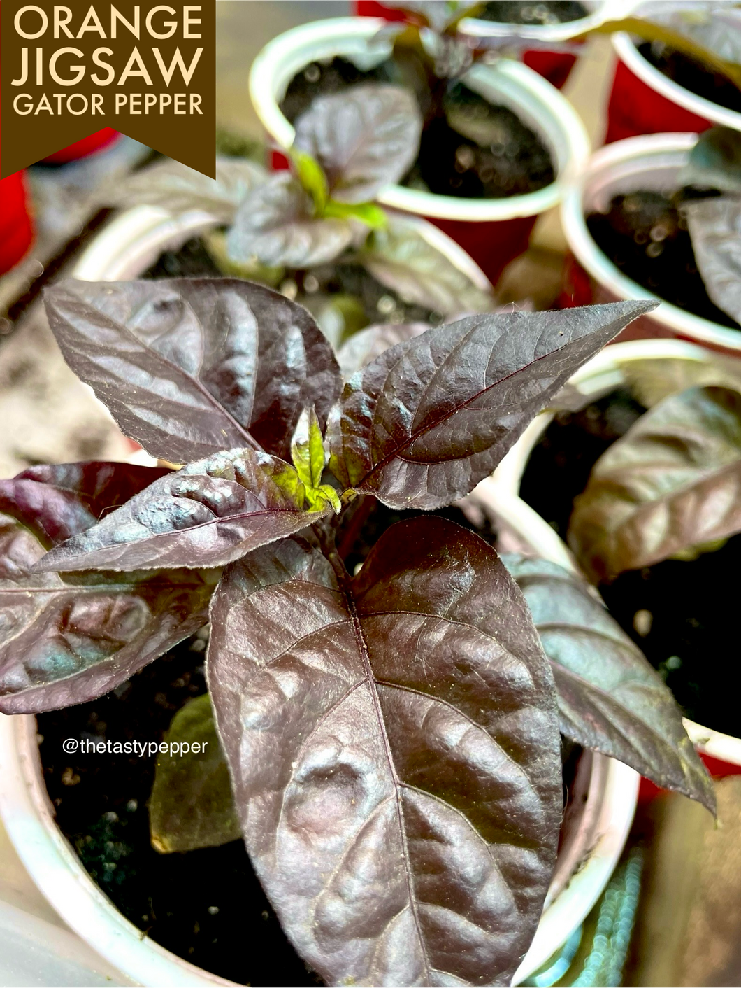 Gator Jig-Saw Orange Pepper Live Plant