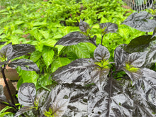 Load image into Gallery viewer, Gator Jig-Saw Orange Pepper Live Plant
