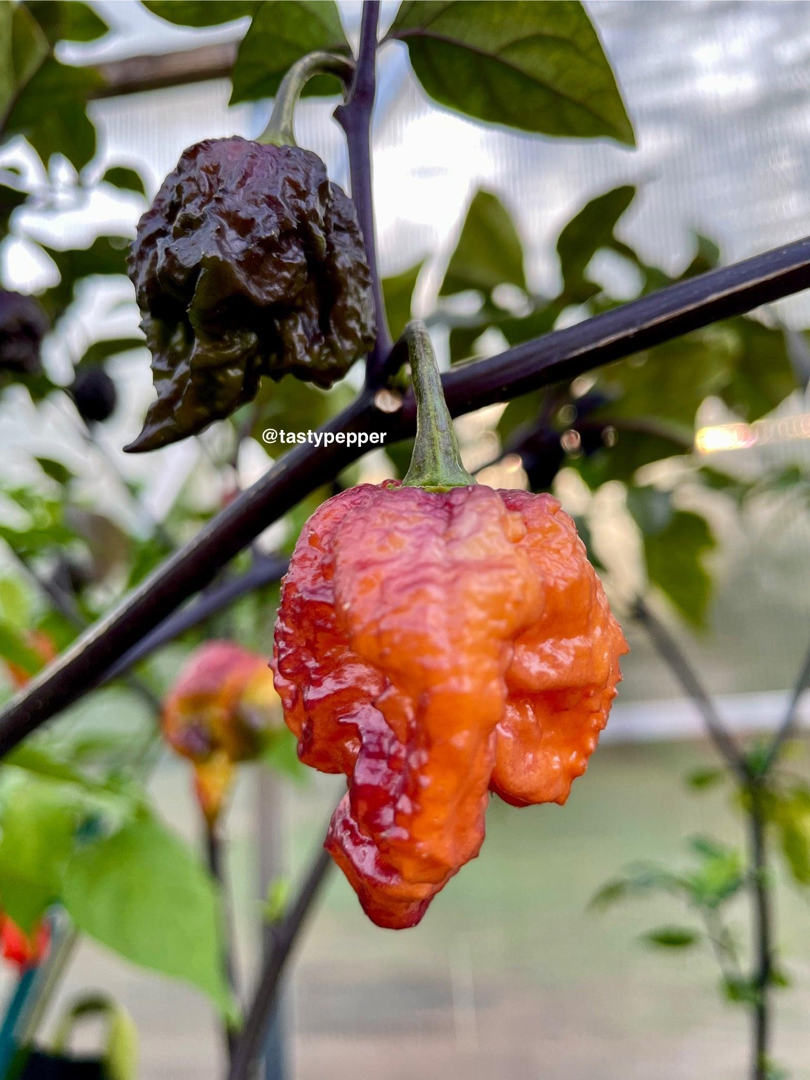 Buy Gator Jigsaw Orange Pepper Seeds | Fiery, Exotic & Intensely