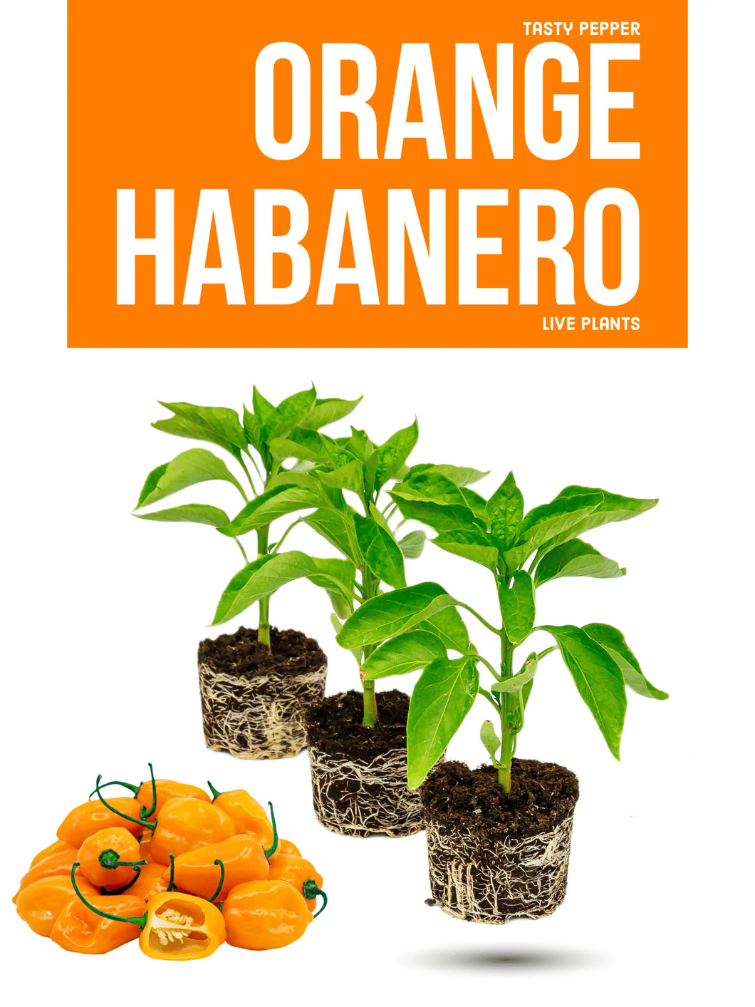 Orange Habanero Plant