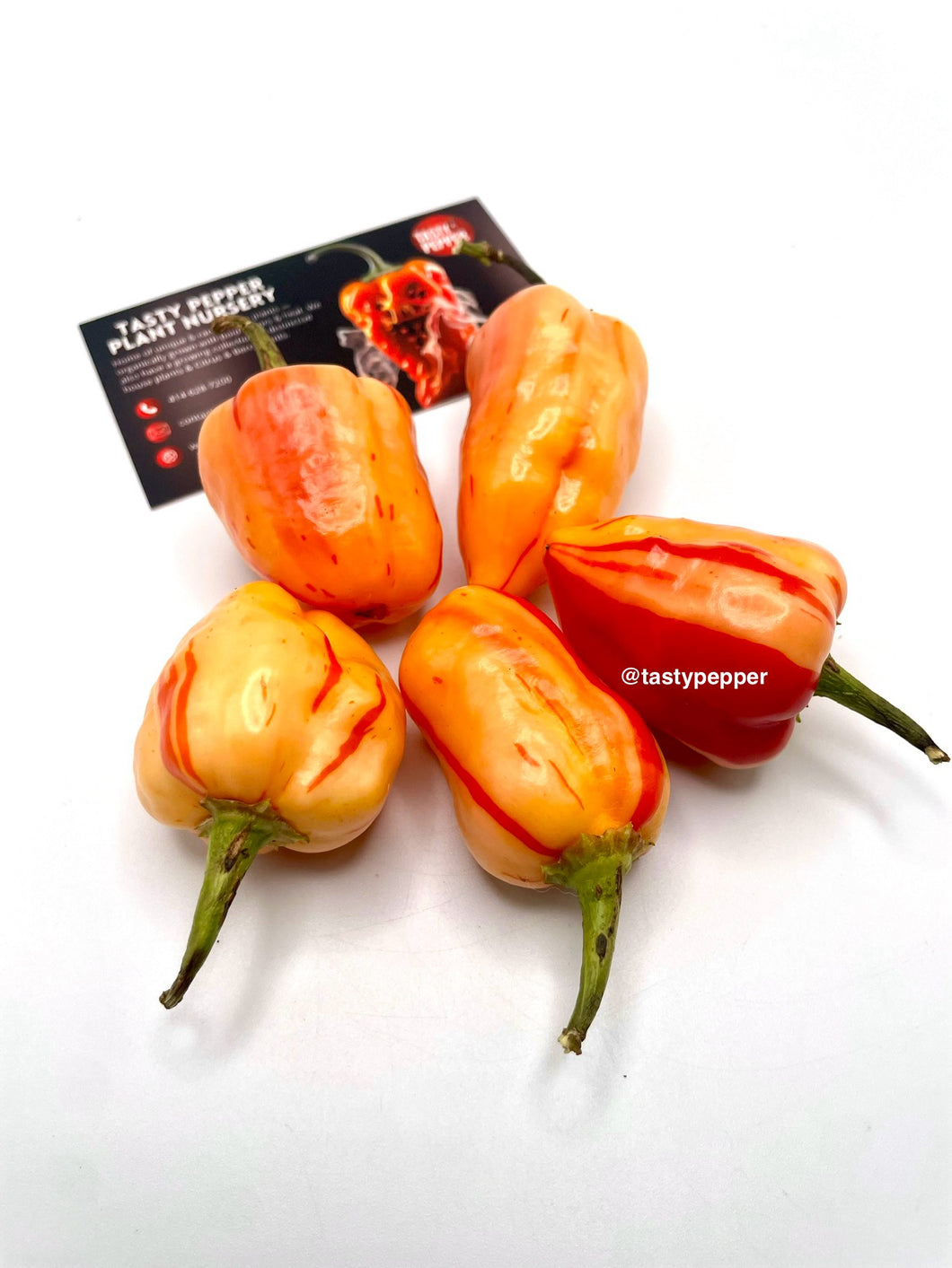 Peppa peach stripey on a white surface with a Tasty Pepper brand card.