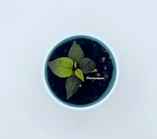 Load image into Gallery viewer, Pockmark Peach plant in a solo cup
