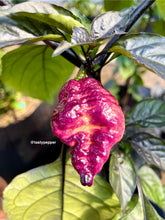 Load image into Gallery viewer, Purple Pockmark peach pepper on a plant with green leaves
