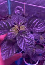 Load image into Gallery viewer, Close-up of Pockmark Peach pepper plant held by a hand inside a grow tent
