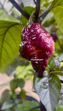 Load image into Gallery viewer, Glossy Pockmark Peach pepper on a plant with green leaves

