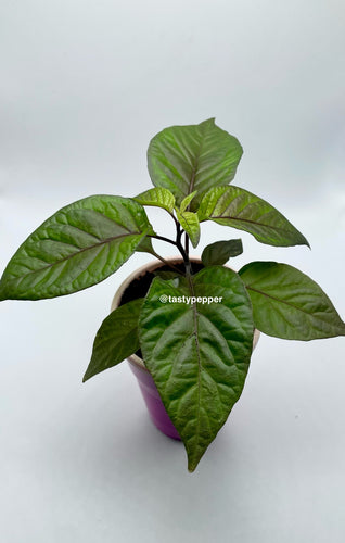 A potted Purple Peach Carolina Reaper pepper plant with green, purple, and peach-colored leaves.