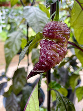 Load image into Gallery viewer, Close-up of a Purple Peach Carolina Reaper on a plant with green leaves.
