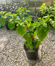Load image into Gallery viewer, 2.5-gallon Potted RB003 pepper plant  with red peppers on the plant inside a greenhouse
