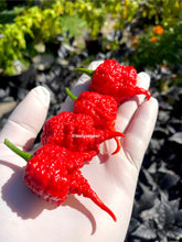 Load image into Gallery viewer, Hand holding red RB003 chili peppers with a garden background
