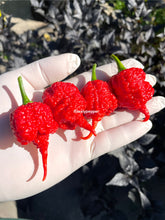 Load image into Gallery viewer, Hand holding red  RB003 chili peppers with a blurred natural background
