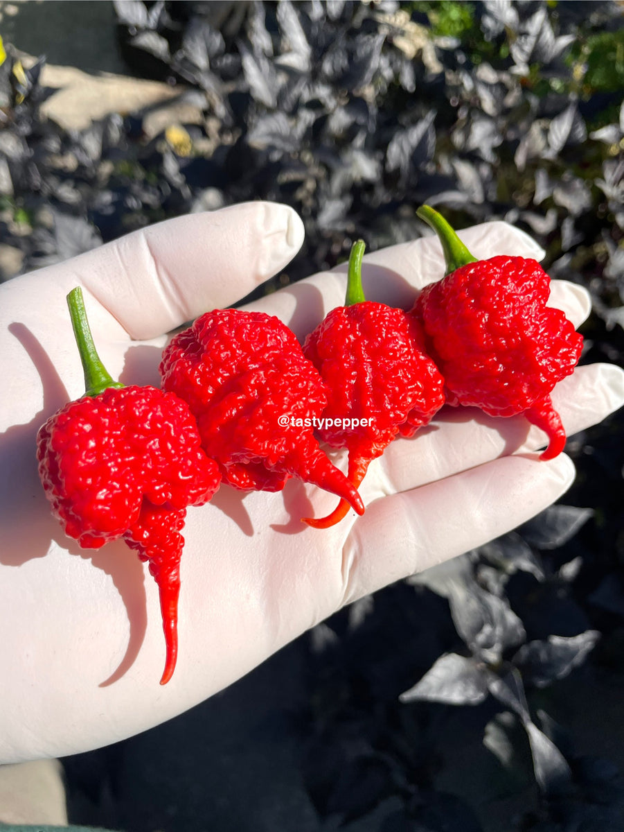 Hand holding red  RB003 chili peppers with a blurred natural background
