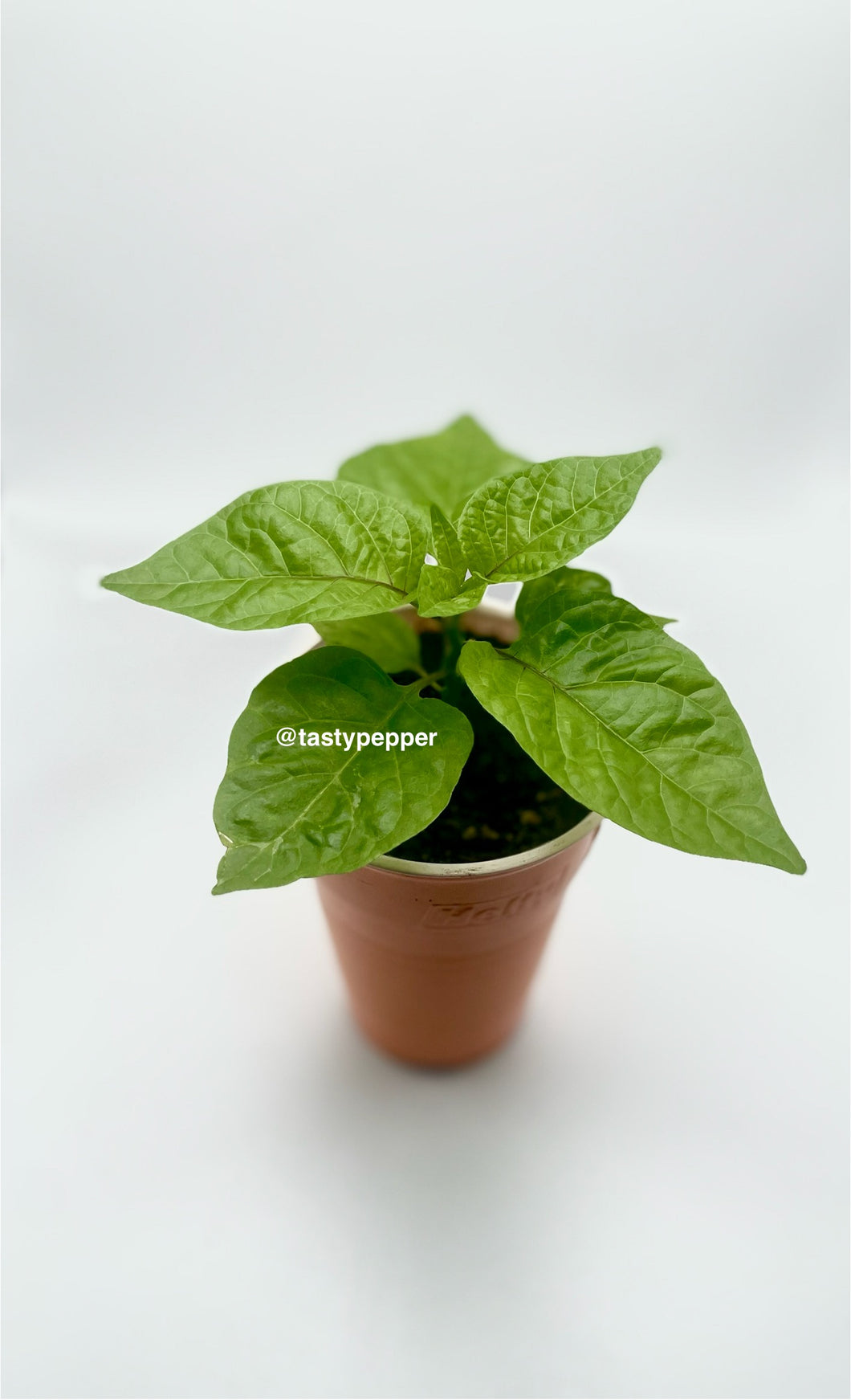 RB003 potted plant with green leaves on a white background, featuring the brand 'tastypepper'.