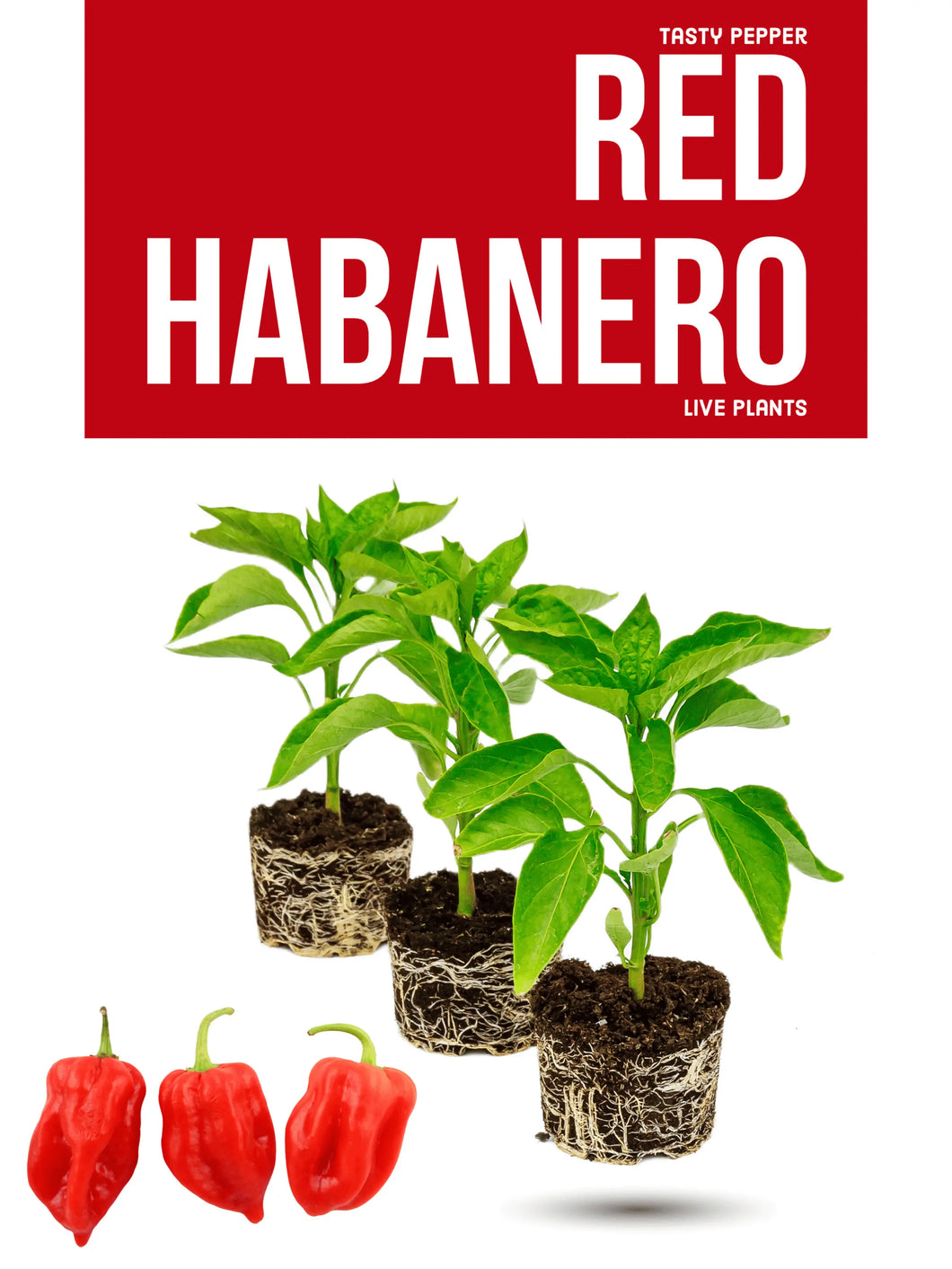 Red Habanero Plant