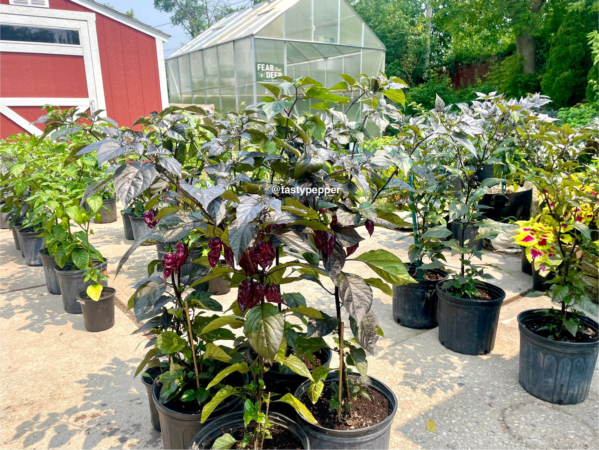 Plants in pots with a greenhouse and red building in the background