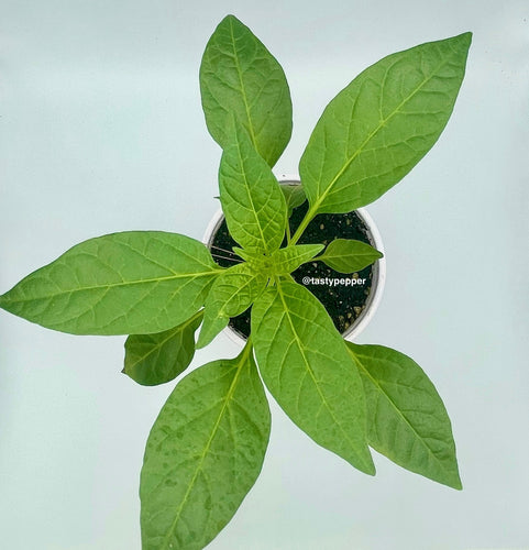 A top-down view of a Thai pepper plant with vibrant green leaves, contained in a small white pot.