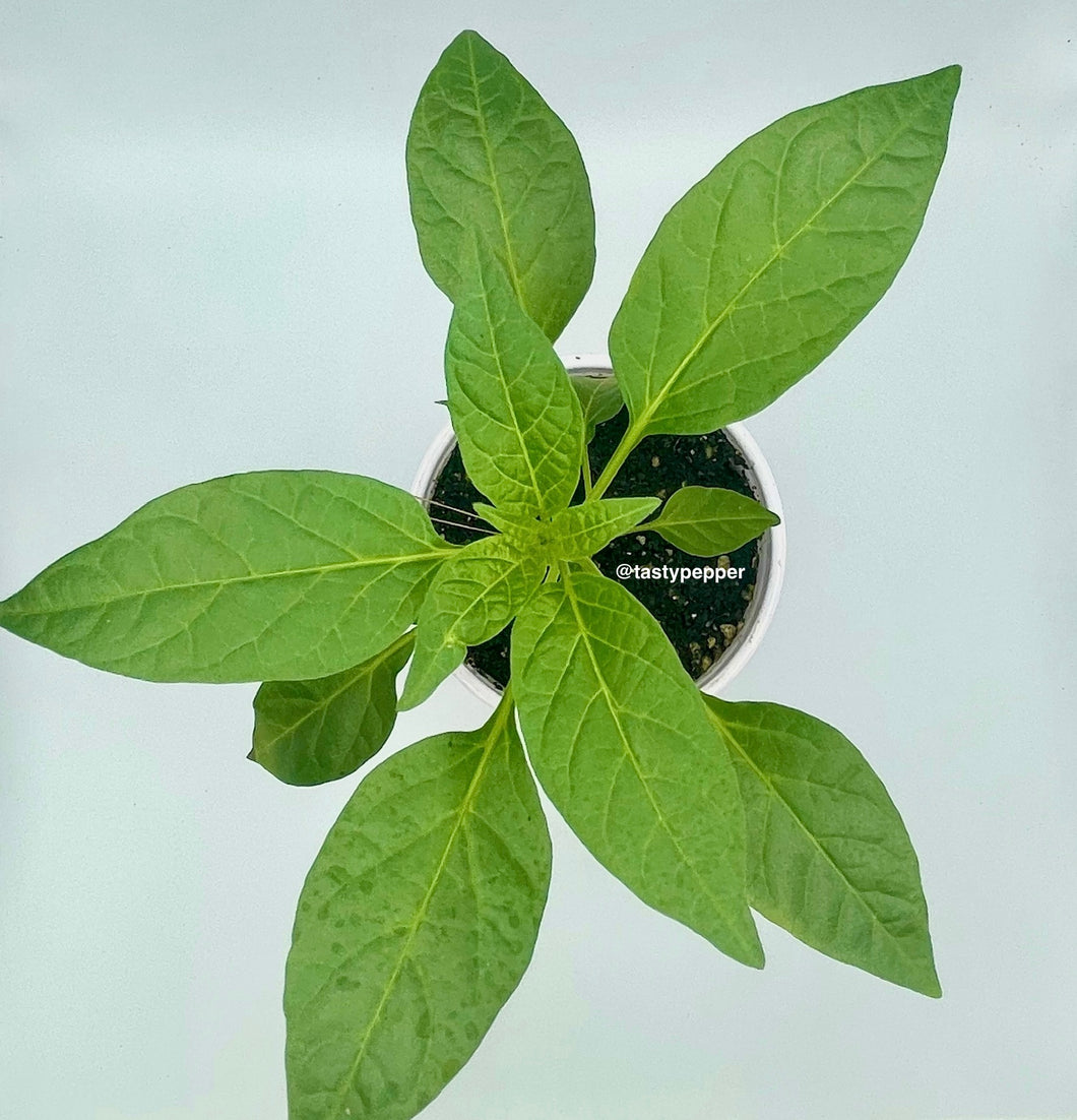 A top-down view of a Thai pepper plant with vibrant green leaves, contained in a small white pot.
