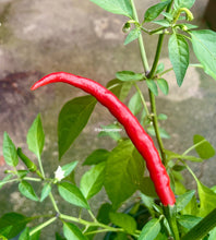Load image into Gallery viewer, Red Thai chili pepper on a green plant with a blurred background
