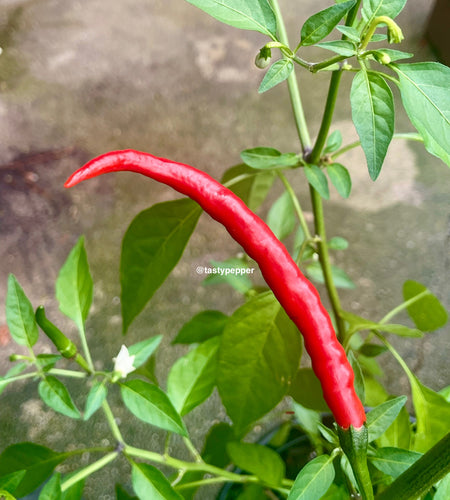 Red Thai chili pepper on a green plant with a blurred background