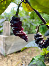 Load image into Gallery viewer, Dark purple peppers hanging from a branch with a blurred background
