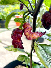 Load image into Gallery viewer, Thor Thunderbolt chili peppers on a plant with green leaves.
