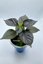 Load image into Gallery viewer, A potted plant with deep purple leaves, labeled as &#39;Tasty Pepper&#39;.
