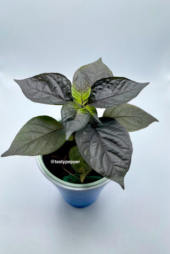 A potted plant with deep purple leaves, labeled as 'Tasty Pepper'.