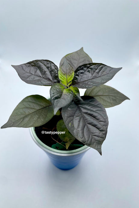 A potted plant with deep purple leaves, labeled as 'Tasty Pepper'.