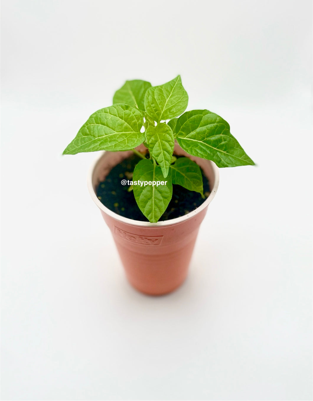 Small potted plant in a white cup on a light background