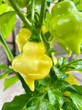 Load image into Gallery viewer, Unrip White-UFO peppers growing on a plant with a blurred background
