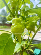 Load image into Gallery viewer, Green White UFO peppers growing on a plant with a blurred background