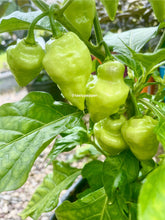 Load image into Gallery viewer, Green White UFO peppers growing on a plant with a blurred background