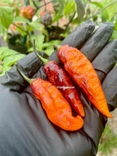 Load image into Gallery viewer, Black Panther pepper plant with dark foliage