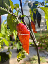 Load image into Gallery viewer, Black Panther pepper plant with dark foliage
