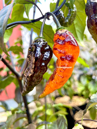 Black Panther pepper plant closeup 