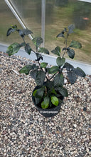 Load image into Gallery viewer, Potted Black Panther pepper plant with green foliage