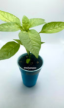 Load image into Gallery viewer, Candy Cane Chocolate Cherry plant in a solo cup

