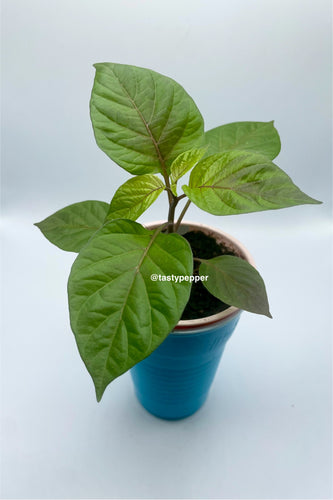 A potted Cheiro Roxa pepper plant in a solo cup