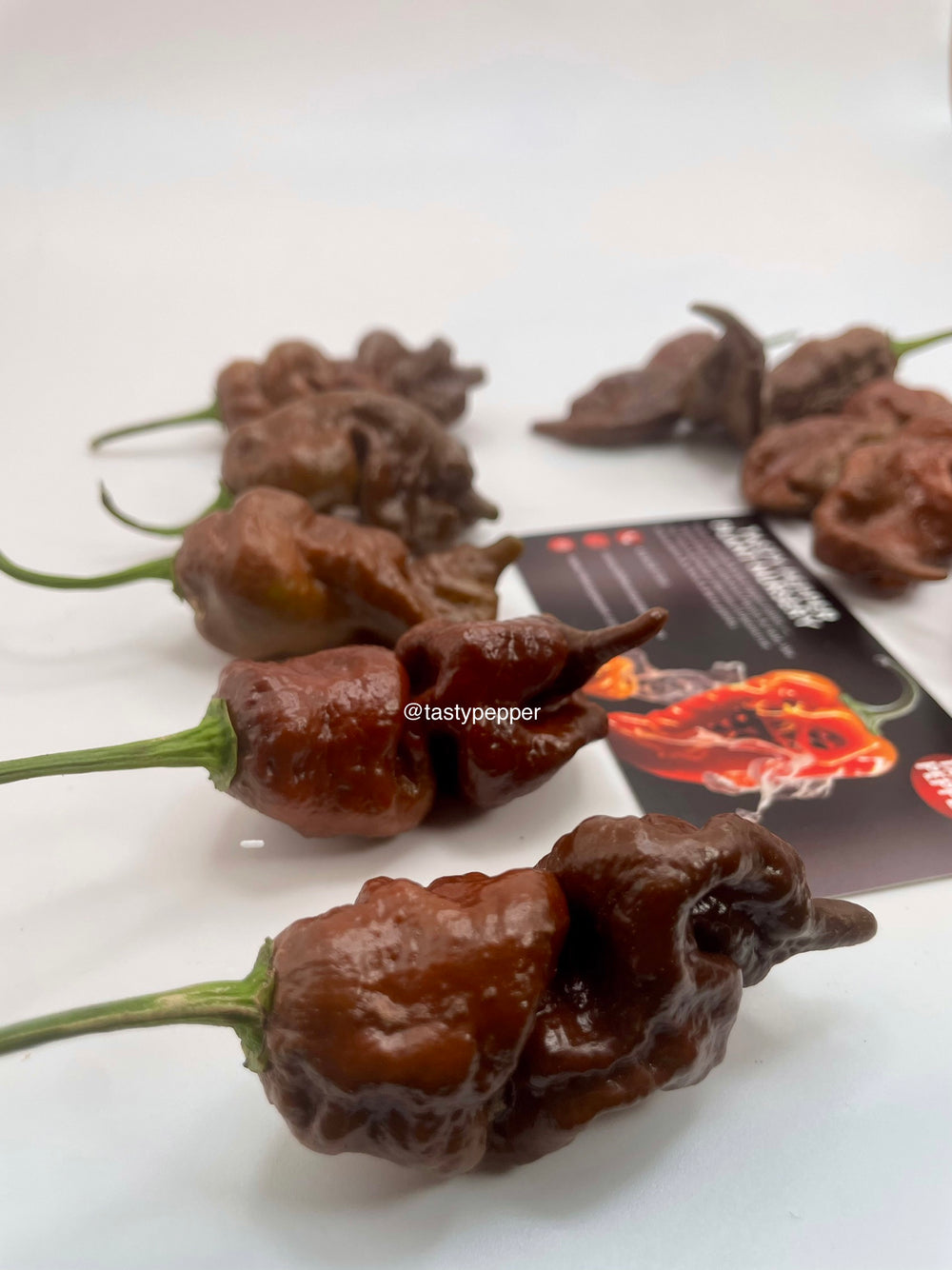 Chocolate Primotalii
