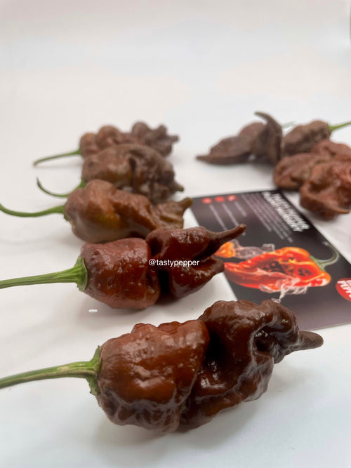 Chocolate Primotalii