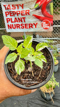 Load image into Gallery viewer, Fish Pepper heirloom plant and variegated foliage