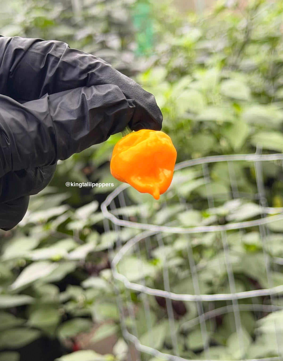 Jamaican yellow scotch bonnet