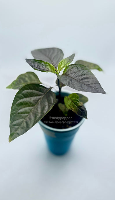 A Jay Peach Ghost pepper plant with green & dark foliage in a solo cup