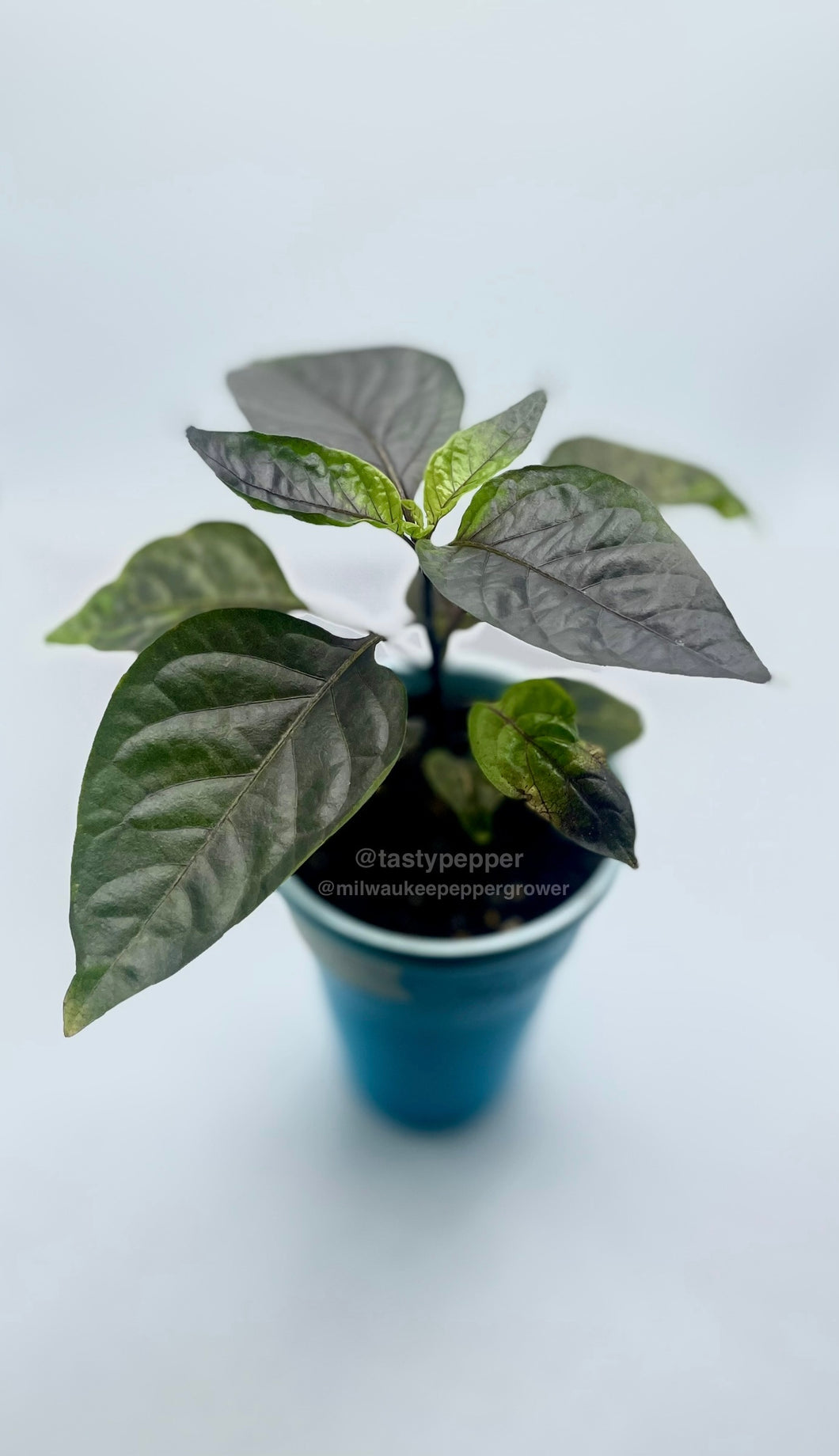 A Jay Peach Ghost pepper plant with green & dark foliage in a solo cup