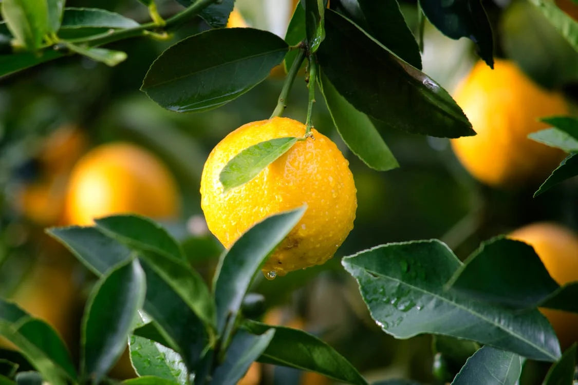 lemon plant  close up showing lemons