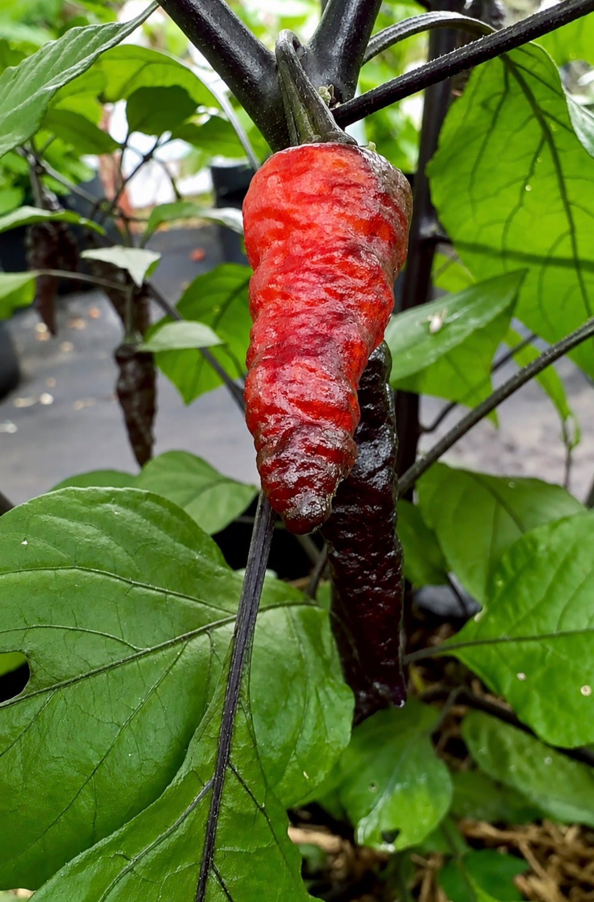 Naga twister