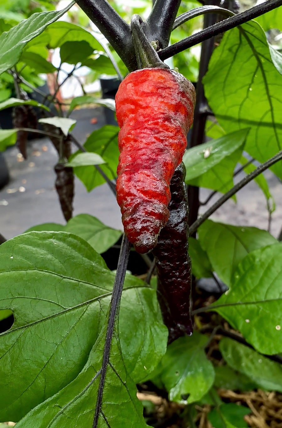 Naga Twister