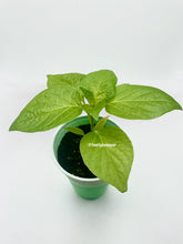 Load image into Gallery viewer, A young Peppa Peach Stripey pepper plant with green leaves and no fruit, potted in a green solo cup.

