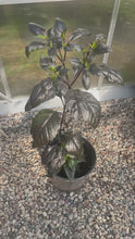 Load and play video in Gallery viewer, Gator Jig-Saw Orange pepper plant in a 2.5 gallon pot.

